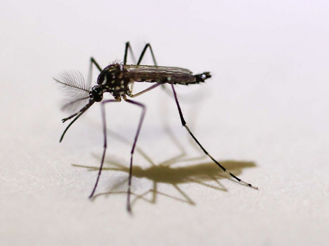 Pourquoi les moustiques font-ils un des bruits les plus nervants au monde ?