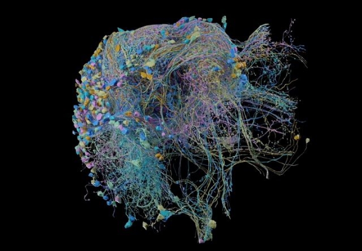 La cartographie du cerveau la plus complexe jamais ralise dvoile