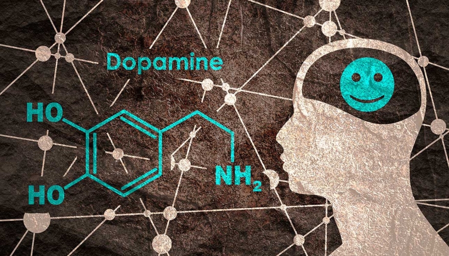 La dopamine, rcompense du confinement