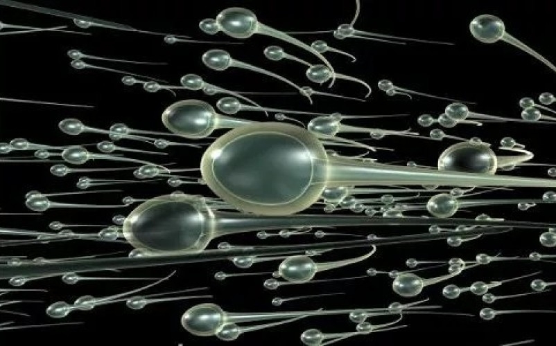 Le sperme et ses bienfaits sur la santé