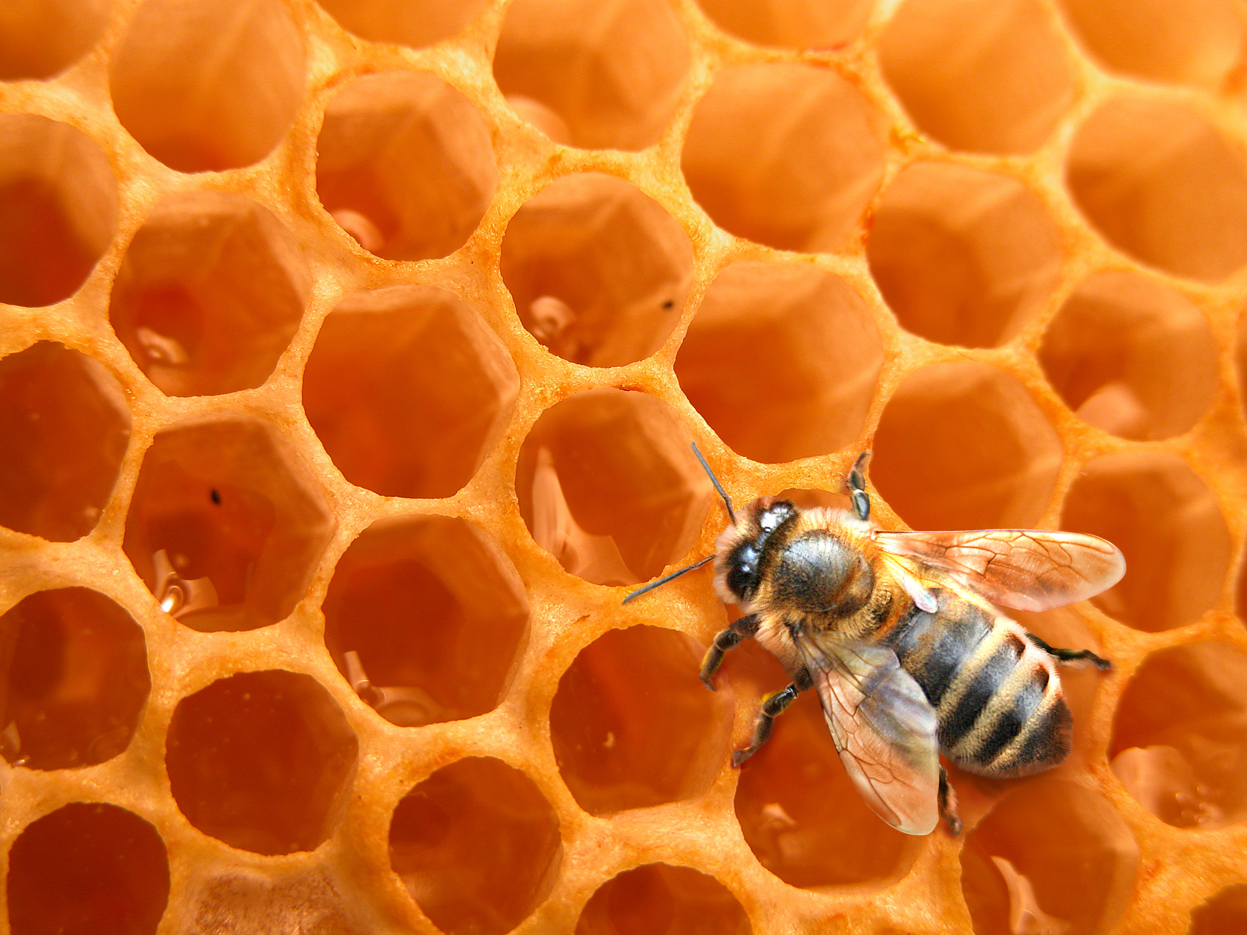 Les abeilles de Mandeville (ou l'hypocrisie d'un capitalisme moral)