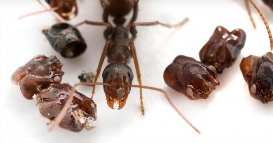 Ces fourmis qui décapitent leurs victimes afin de collectionner leurs têtes