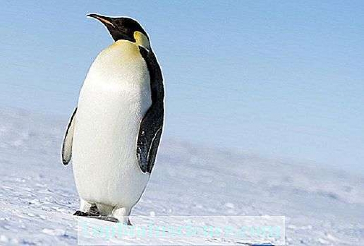 Les pingouins ont des genoux ?